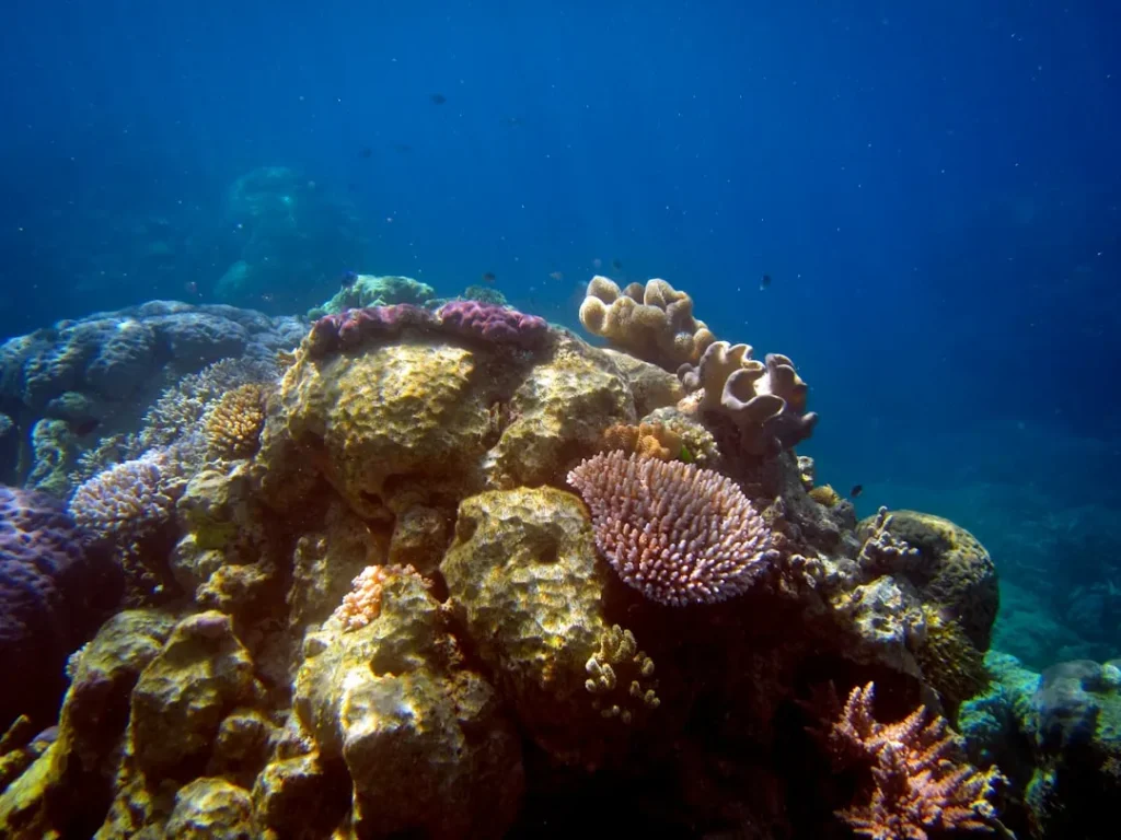 Colorful coral reef teeming with life underwater